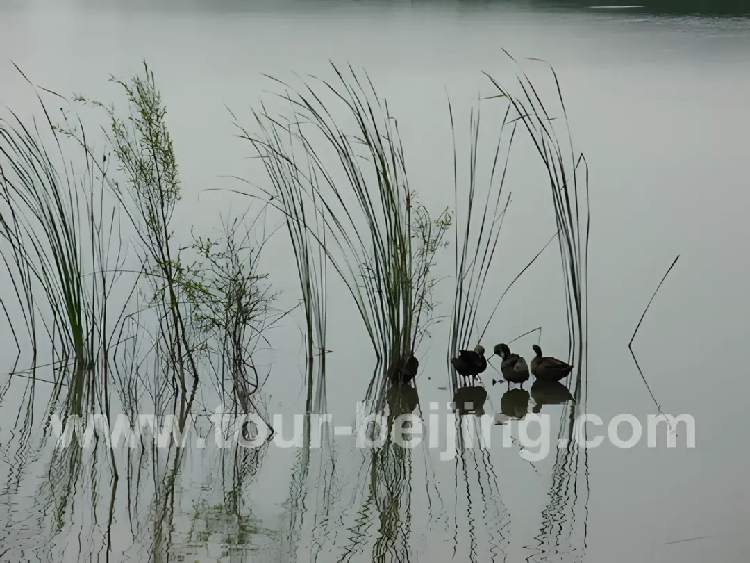 Yeyahu Lake wetland