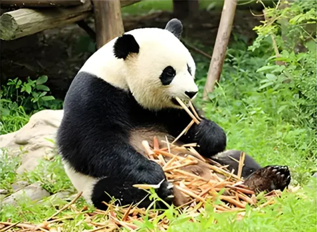 Chengdu Panda Breeding and Research Centre