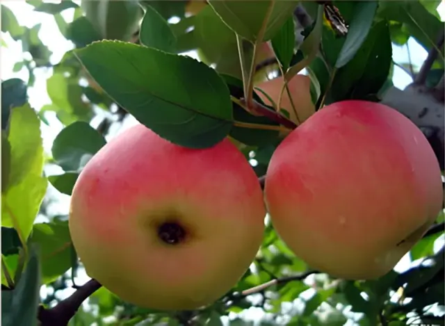 Apples Picking and Hike Mutianyu Great Wall Tour