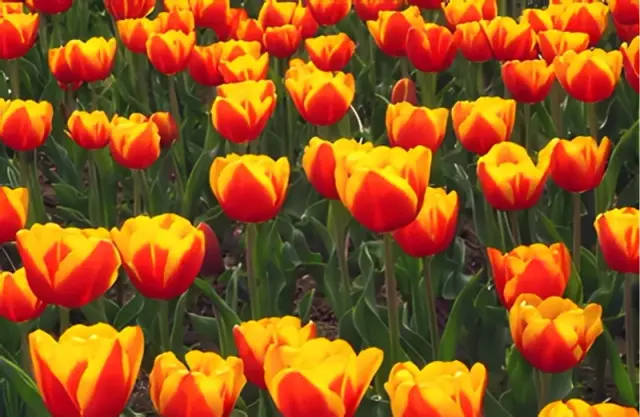 Escorted Tulip Blossoms Day Tour