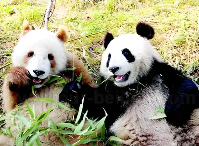 Chongqing Zoo