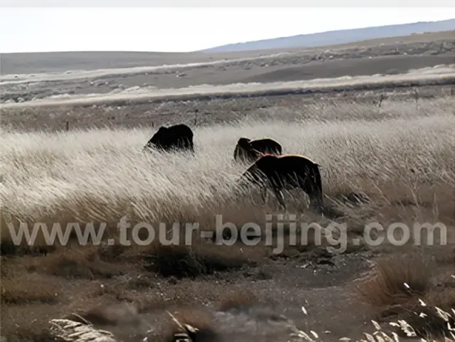 Hohhot City + Xilamuren Grassland 4 Day Winter Tour from Beijing