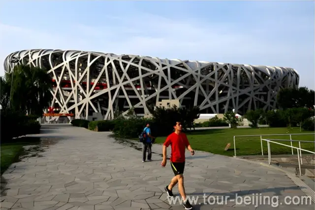 bird's nest
