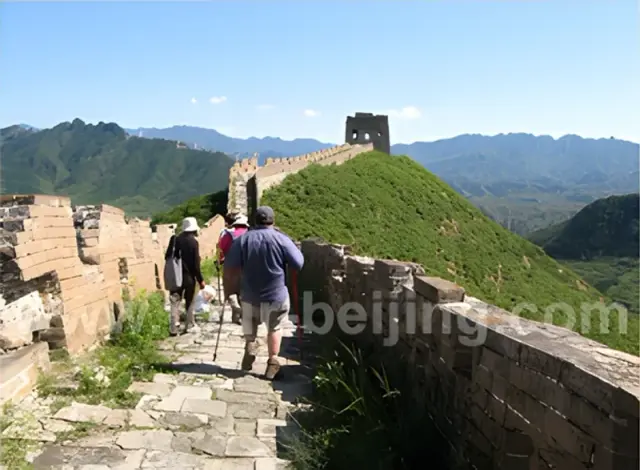 Apricots Picking and Hike Jinshanling Great Wall Tour