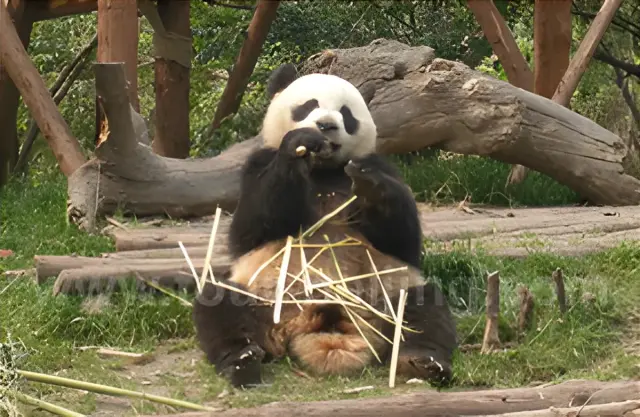 Chengdu Panda Breeding and Research Centre