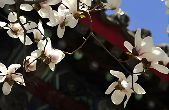 Escorted Yulan Magnolia Flower Viewing Day Tour