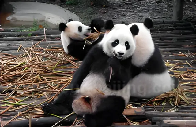 Chengdu