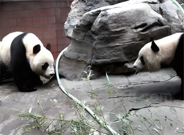 Beijing Zoo Panda House