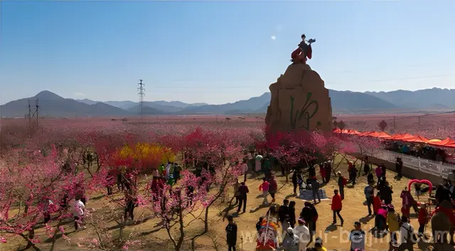 Peach Orchards in Pinggu