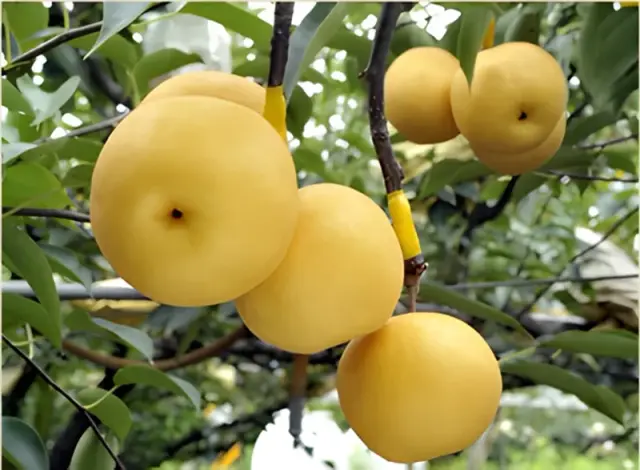 Dates Picking and Hike Juyongguan Great Wall Tour