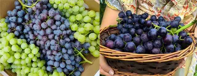 Pick Grapes