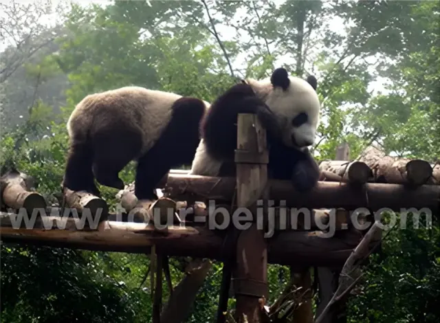 Beijing Xian Chengdu Shanghai 11 Days Tour