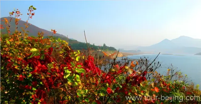 Jinhai Lake afire with red leaves