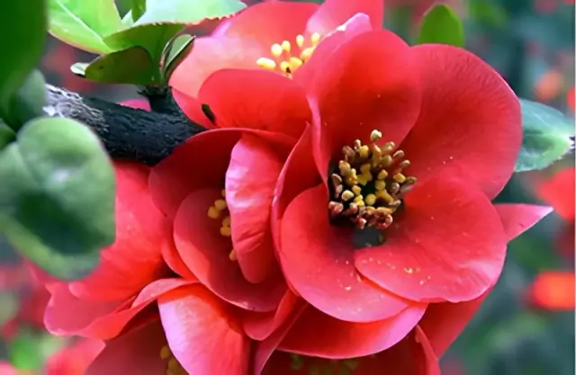 Guided Chinese Flowering Crabapple Viewing