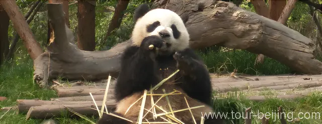 Chengdu Panda Base