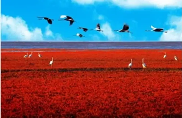 Panjin Red Seabeaches