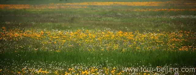 Jinlianchuan Prairie