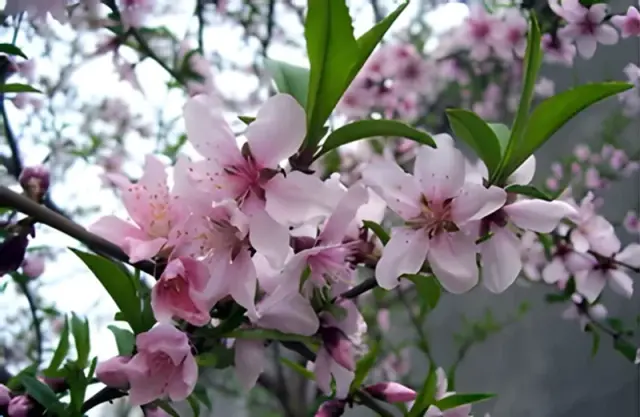Escorted Peach Blossoms Day Tour