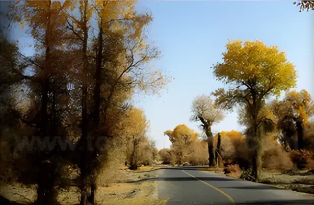 Diversifolious Poplar Forest