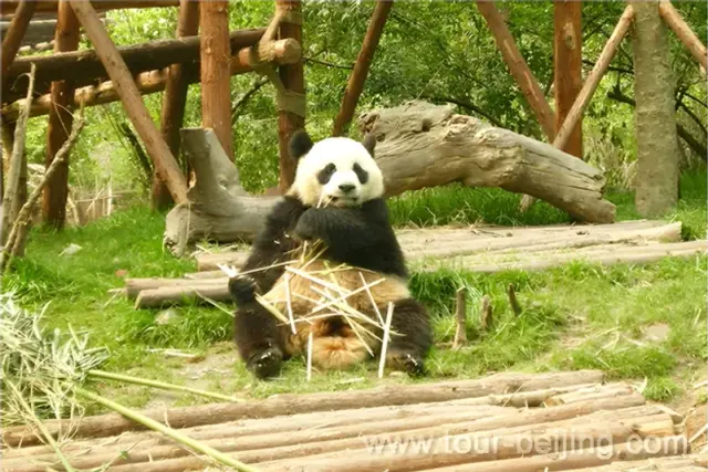 Chengdu Panda Base