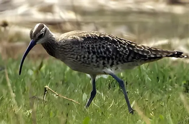 Whimbrel