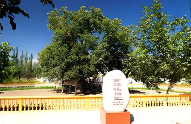 the king trees of walnut