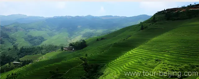 Terraced Paddy Fields