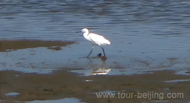Bird Watching at the Yang River mouth