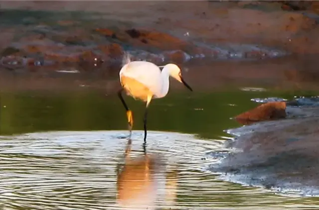 Bird Watching at the Dove Nest Park