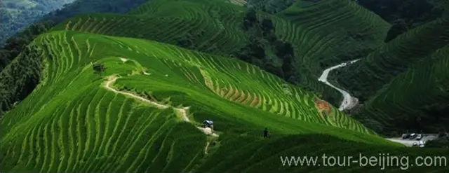 Terraced Paddy Fields