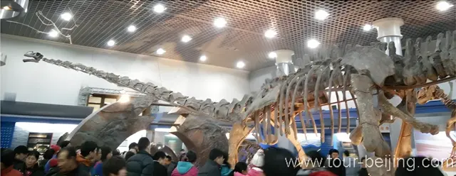 Beijing Museum of Natural History