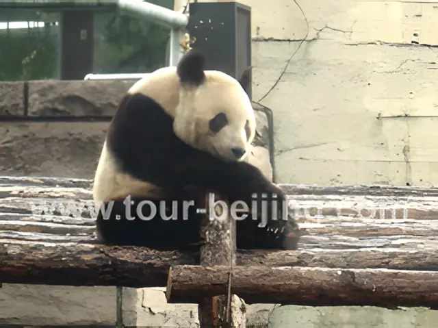 Beijing 4 Day Vacation Package for Couples with Kids