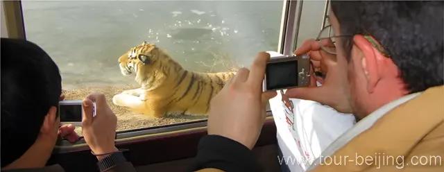 Siberian tigers