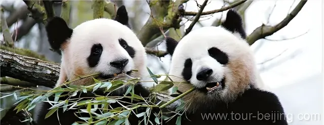 Panda House