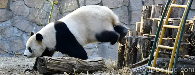 Beijing Panda House
