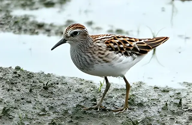 Long-toed Stint