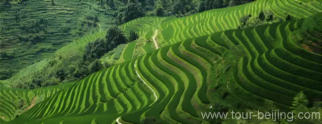 Terraced Paddy Fields