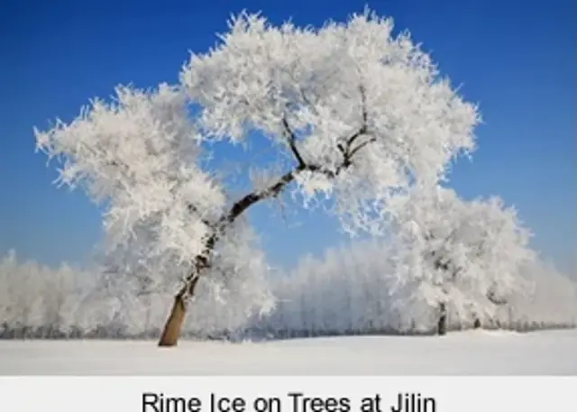Rime Ice on Trees at Jilin