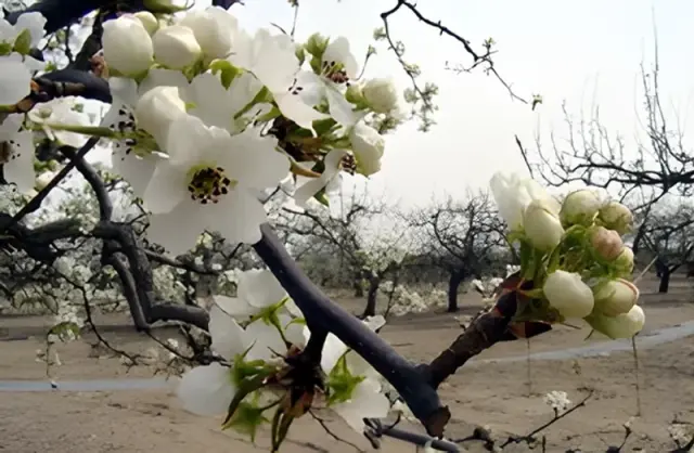 Escorted Pear Blossoms Day Tour