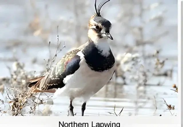 Northern Lapwing