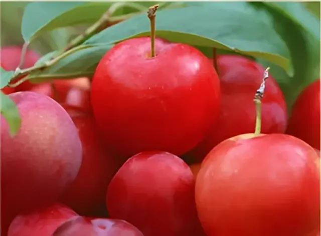 Cherries Picking and Summer Palace Tour
