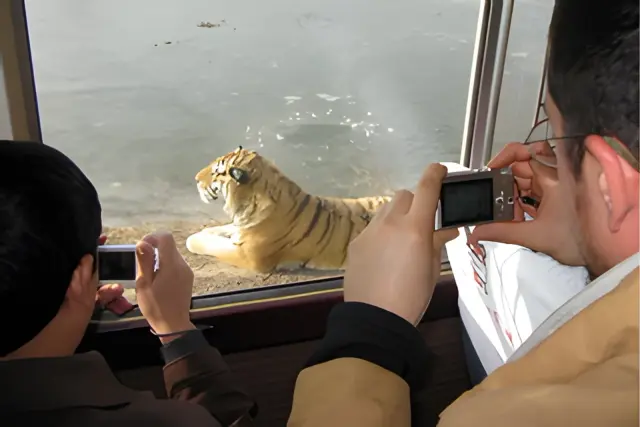 Siberian Tigers