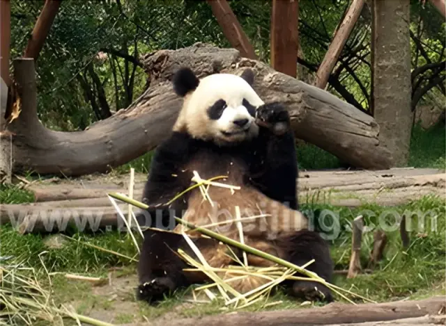 Beijing Xian Chengdu Lhasa Shanghai 14 Day Tour