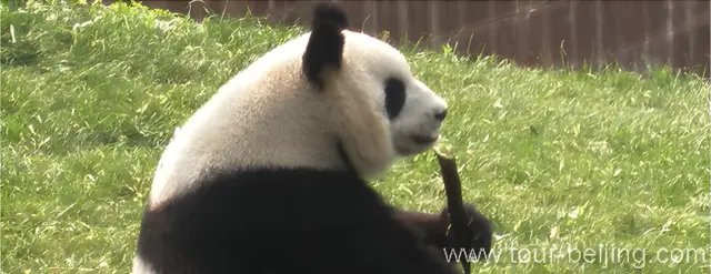 Chengdu Panda Base