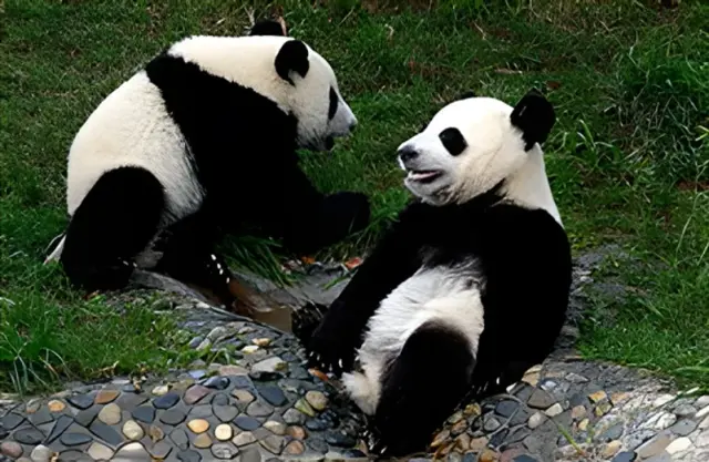 giant panda