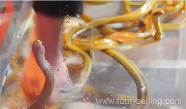 Water Snake