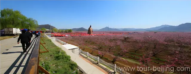 The Largest Peach Orchard in the world