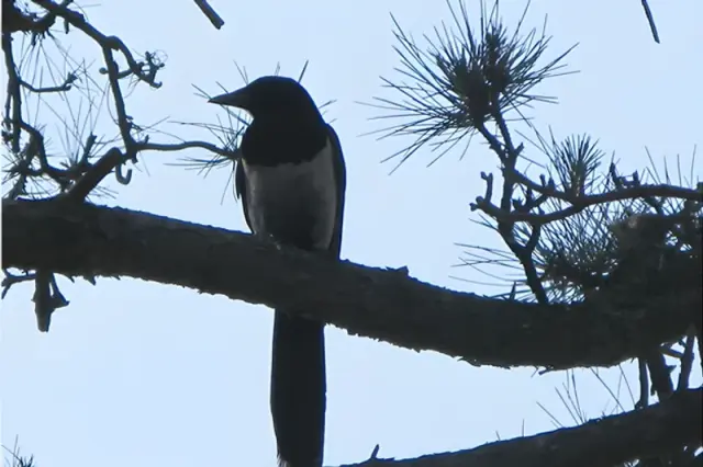 Bird Watching at Lianfeng Hill