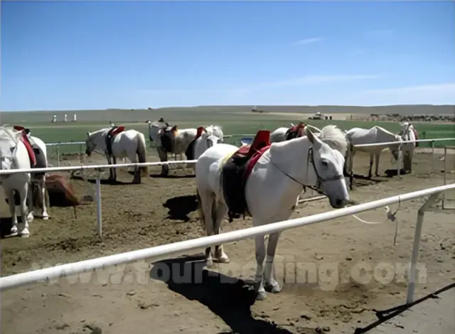 horseback riding