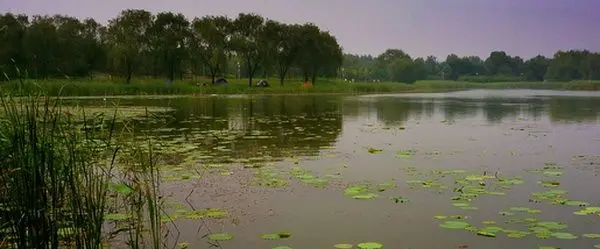 The Wetland in the Olympic Green Park